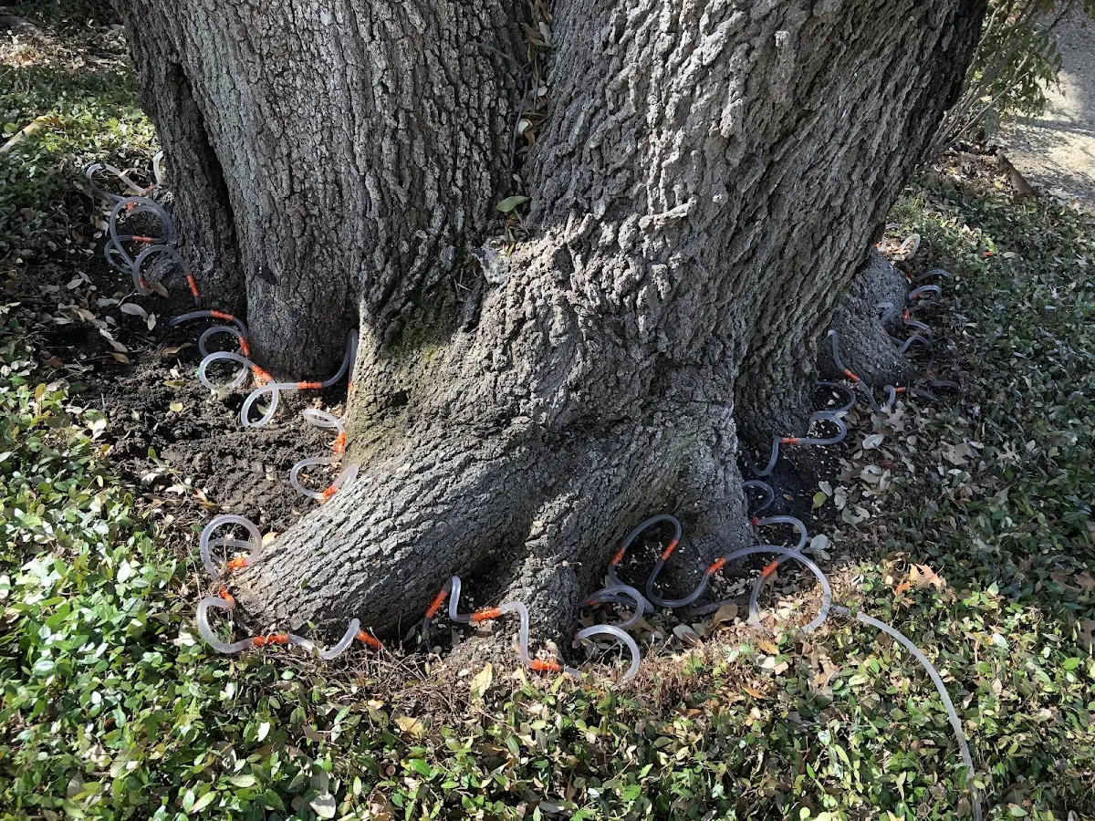 Detailed Tree Cabling and Bracing job site in Pompey