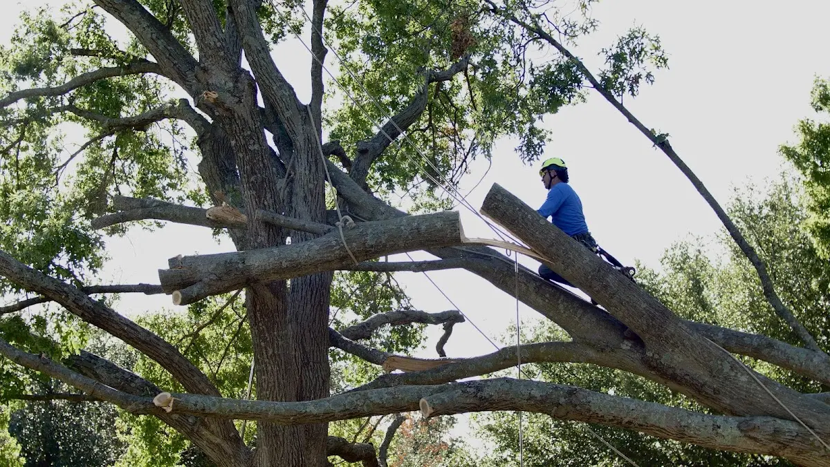 Professional Hazardous Tree Removal performed by certified arborists in Pompey